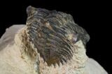 Bargain, Metacanthina Trilobite - Lghaft, Morocco #133980-5